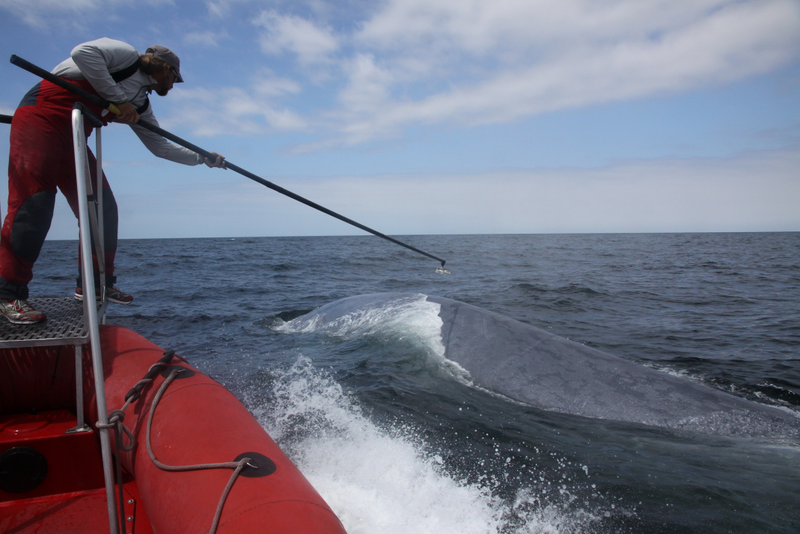 Illustration for article titled How military sonar may be harming endangered blue whales